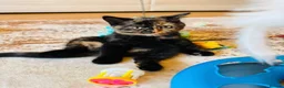 British Shorthair cats for sale: 2 BSH GIRLS - gccf reg - £700 for both together   - Advert 8