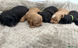 Cavapoo dogs for sale: F1 cavapoo puppies heath tested  - Image 1
