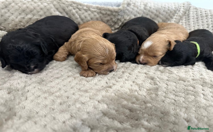 Cavapoo dogs - Advert 14