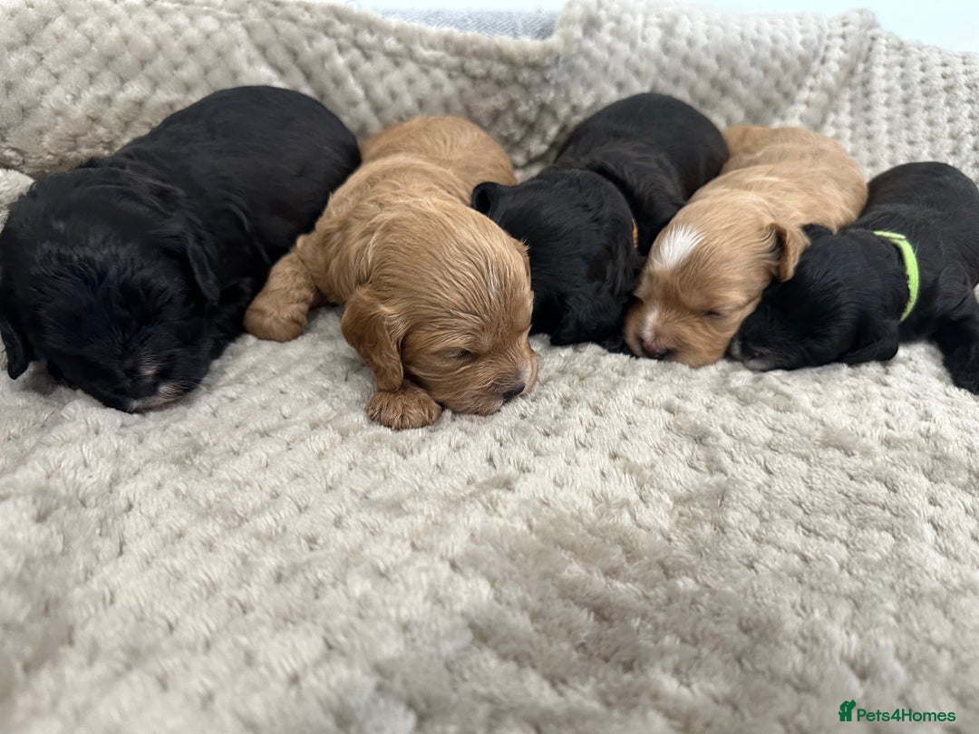 Cavapoo dogs for sale: F1 cavapoo puppies heath tested  - Image 1