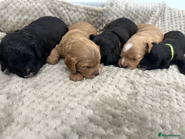 Cavapoo dogs - Advert 8