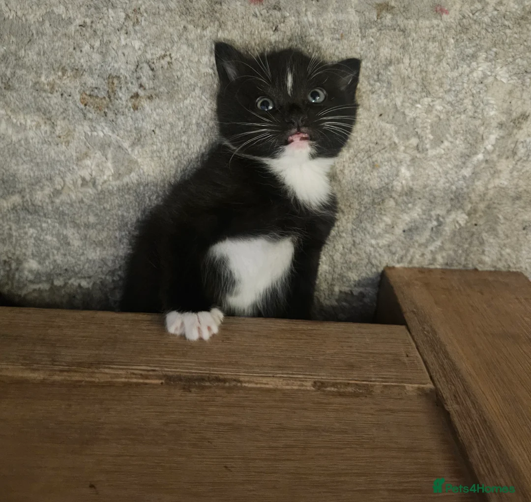 Mixed Breed cats for sale: 5 beautiful kittens available - Advert 9