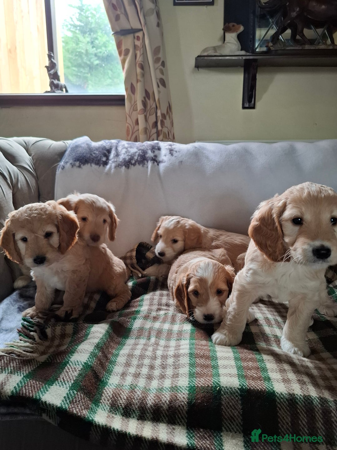 Cockapoo dogs for sale: Beautiful Cockapoo Puppies For Sale  - Image 2