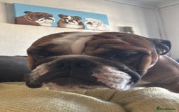 English Bulldog dogs for sale: English Bulldog Needs new Home  - Image 10