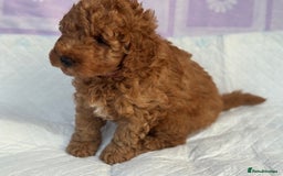 Cockapoo dogs for sale: Gorgeous Cockerpoo F1b - Image 29