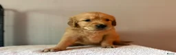 Golden Retriever dogs for sale: READY NOW Fox Red, KC, Health Tested Pups - Advert 24