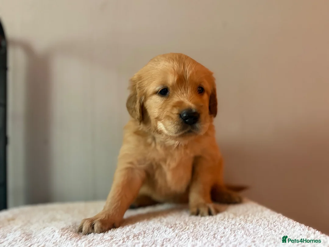 Golden Retriever dogs for sale: READY NOW Fox Red, KC, Health Tested Pups - Advert 24
