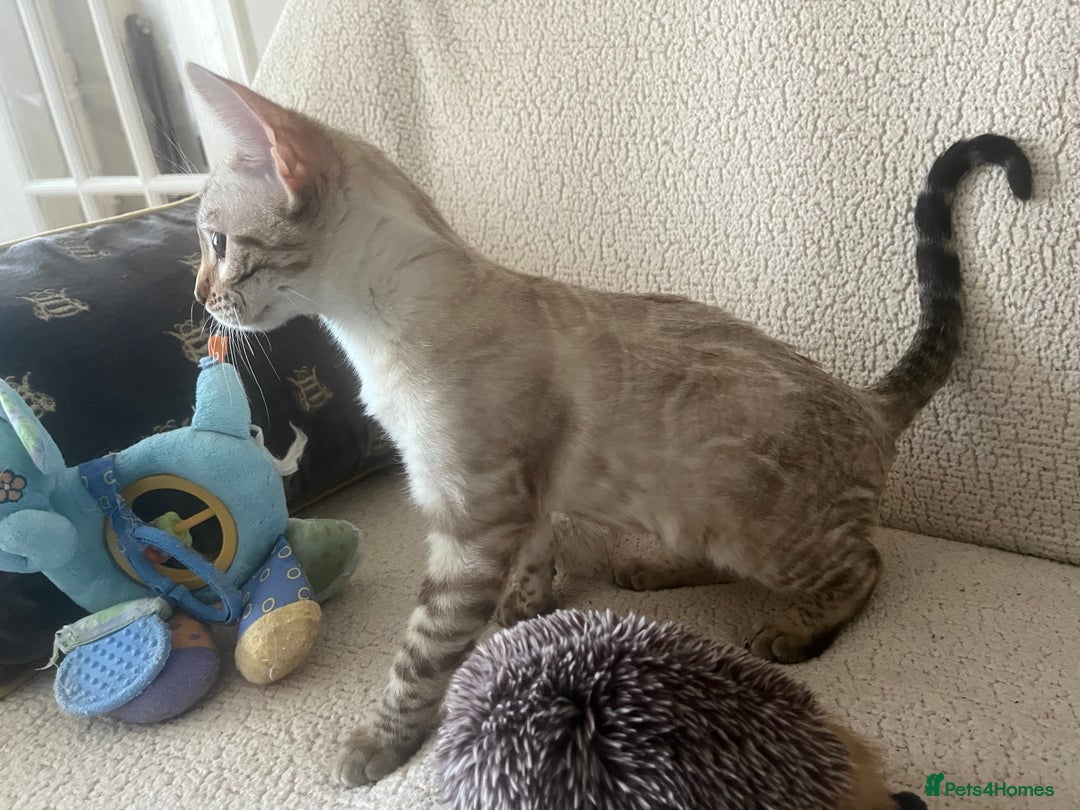 Bengal cats for sale: OUTSTANDING TICA reg BENGAL KITTENS - Advert 22