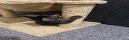 Mixed Breed cats for sale: Kittens in Plymouth - Advert 9