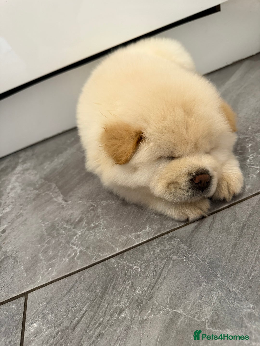 Chow Chow dogs for sale: Chow Chow white female! - Image 2