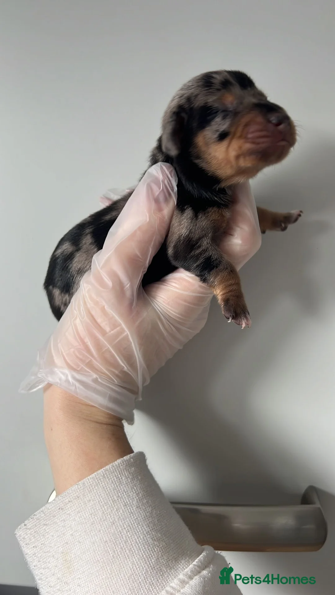Miniature Dachshund dogs for sale: Beautiful KC Registered Minature Dachshunds  in Portsmouth - Advert 20