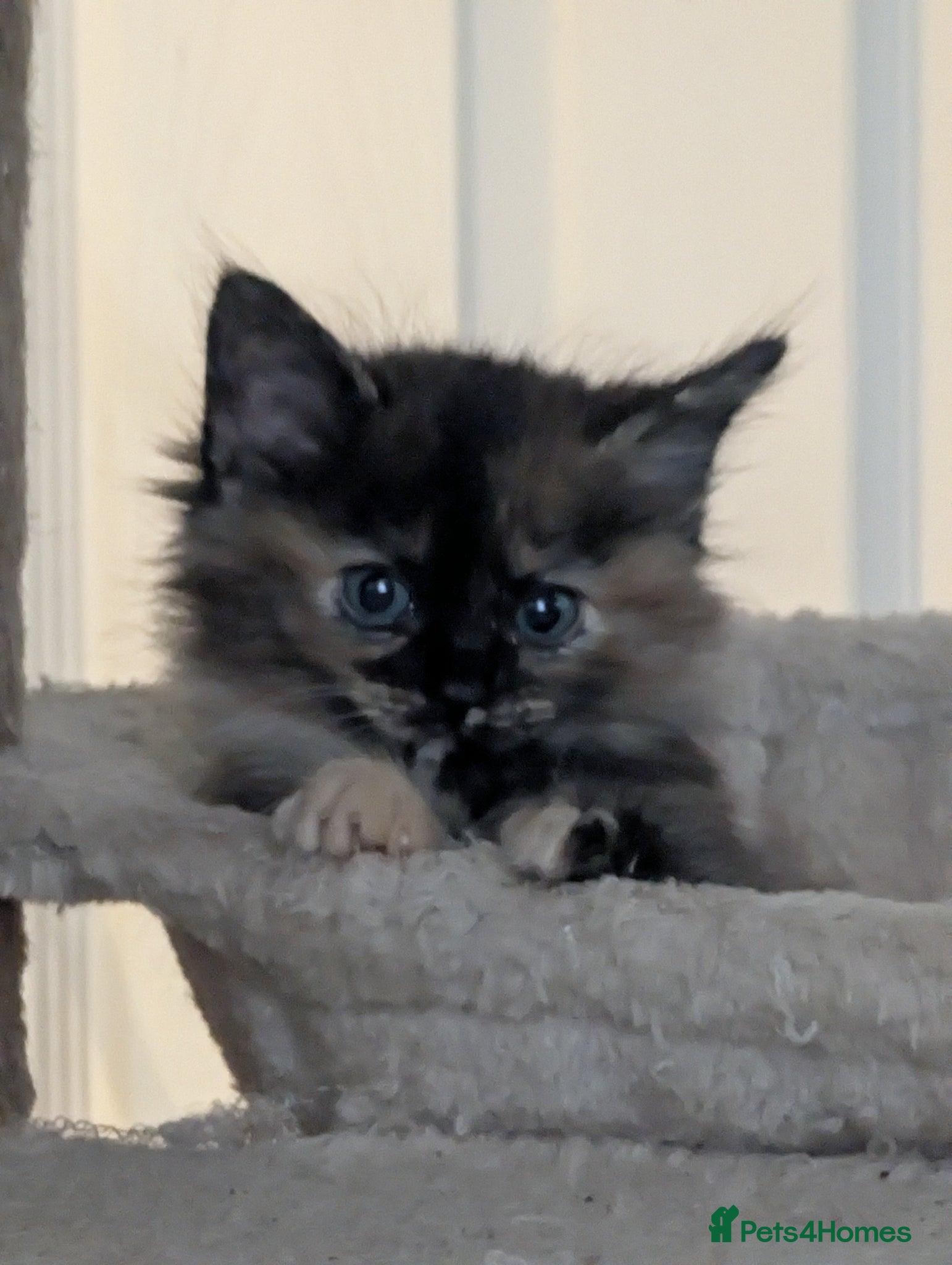Mixed Breed Kitten 5