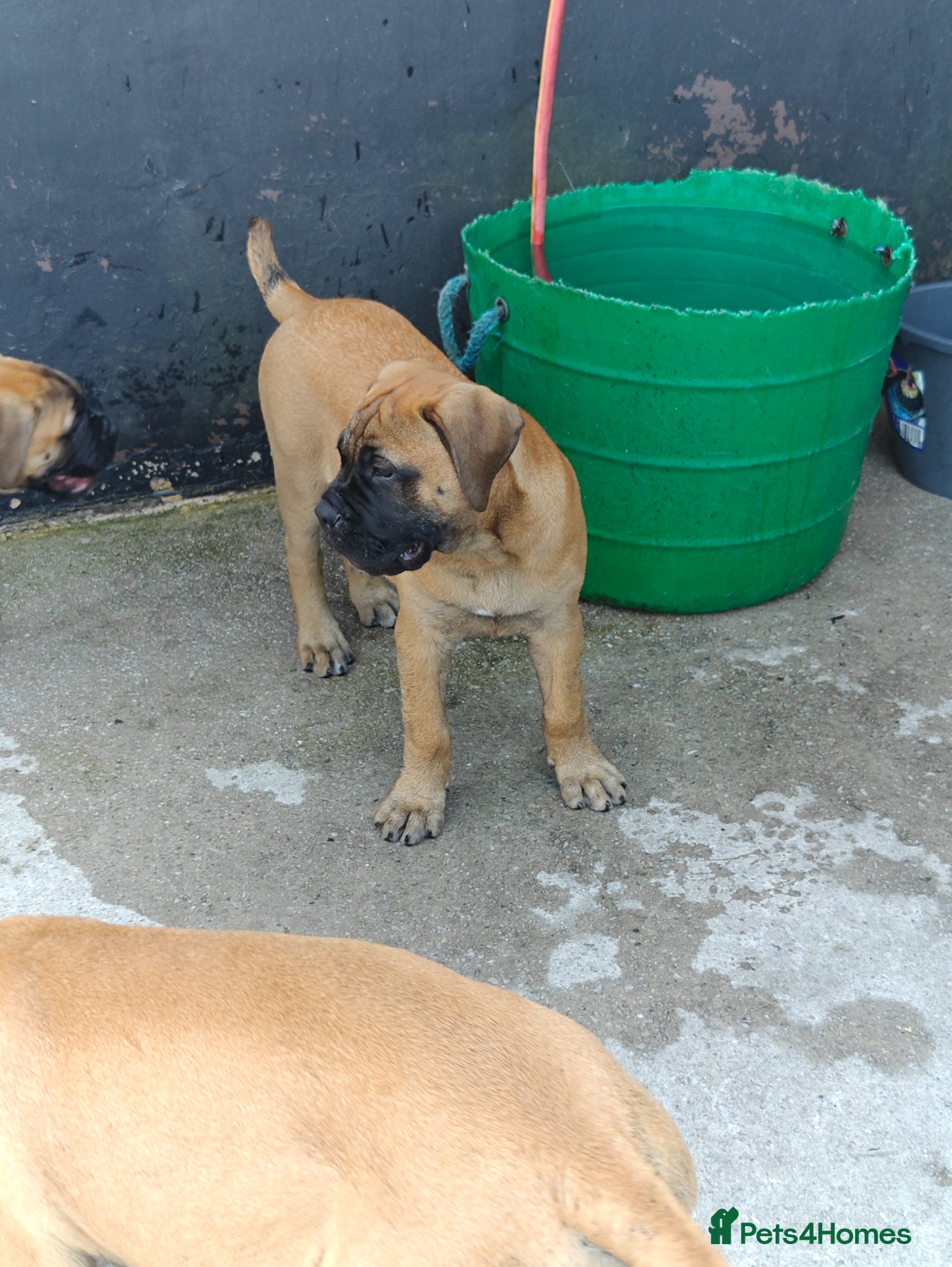 Bullmastiff dogs for sale: Kc reg red  bullmastiff bitch 14 weeks available  - Advert 4