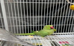 Mixed Breed birds for sale: Female Indian Ringneck,male Cockatiel & hen budgie - Image 2
