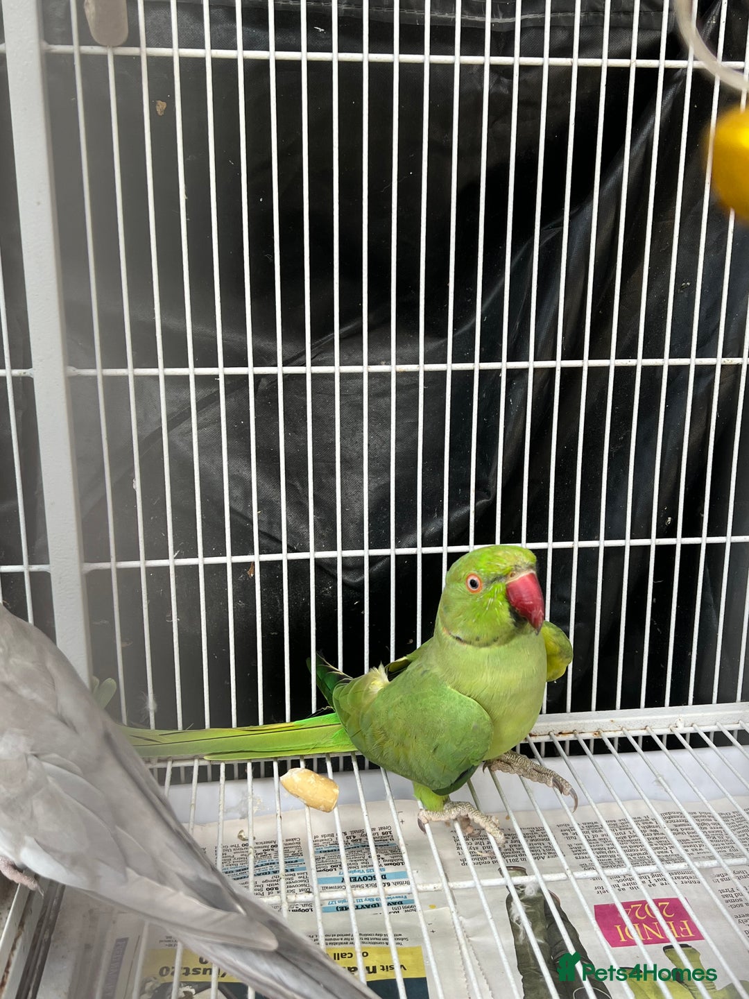 Mixed Breed birds for sale: Female Indian Ringneck,male Cockatiel & hen budgie - Image 2