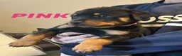 Rottweiler dogs for sale: 9 CHUNKY ROTTWEILER PUPPIES FOR SALE  - Advert 2