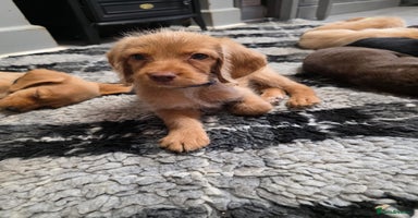 Mixed Breed dogs - Advert 4