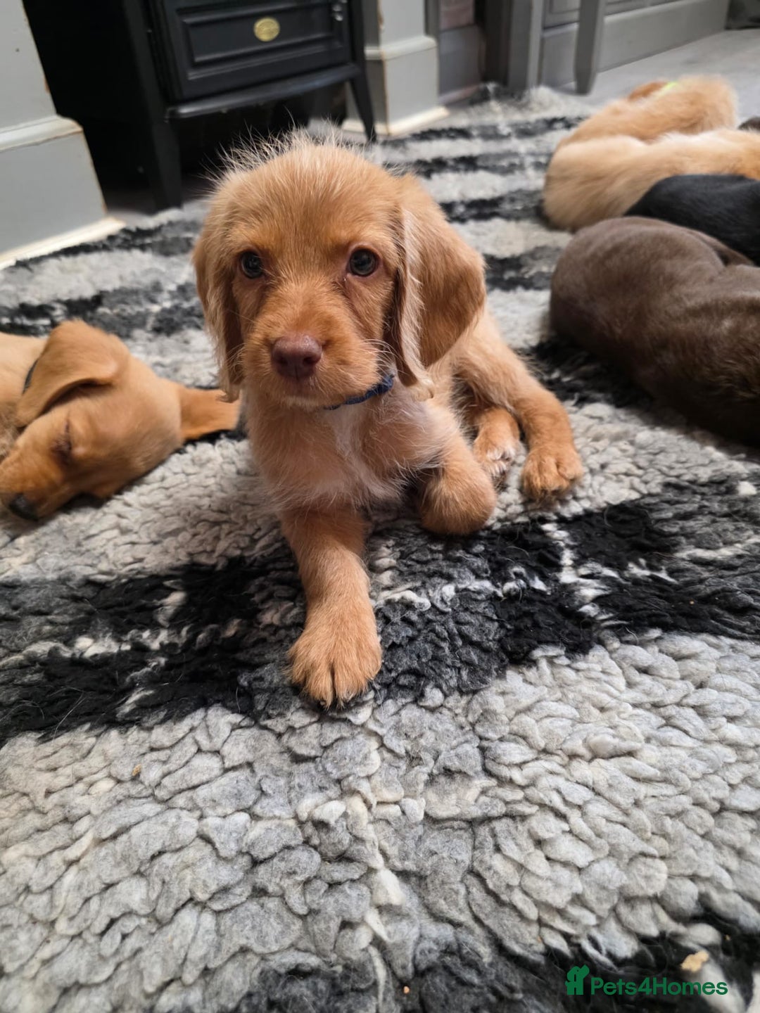 Mixed Breed dogs for sale: Labrador x cockapoo puppies - Image 19