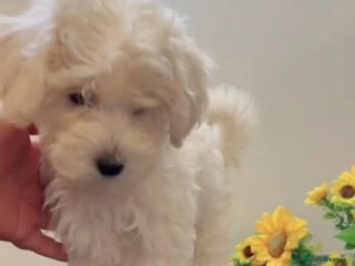 Maltipoo dogs Daisy 🌼 Beautiful White Maltipoo girl ready to go - Advert 4