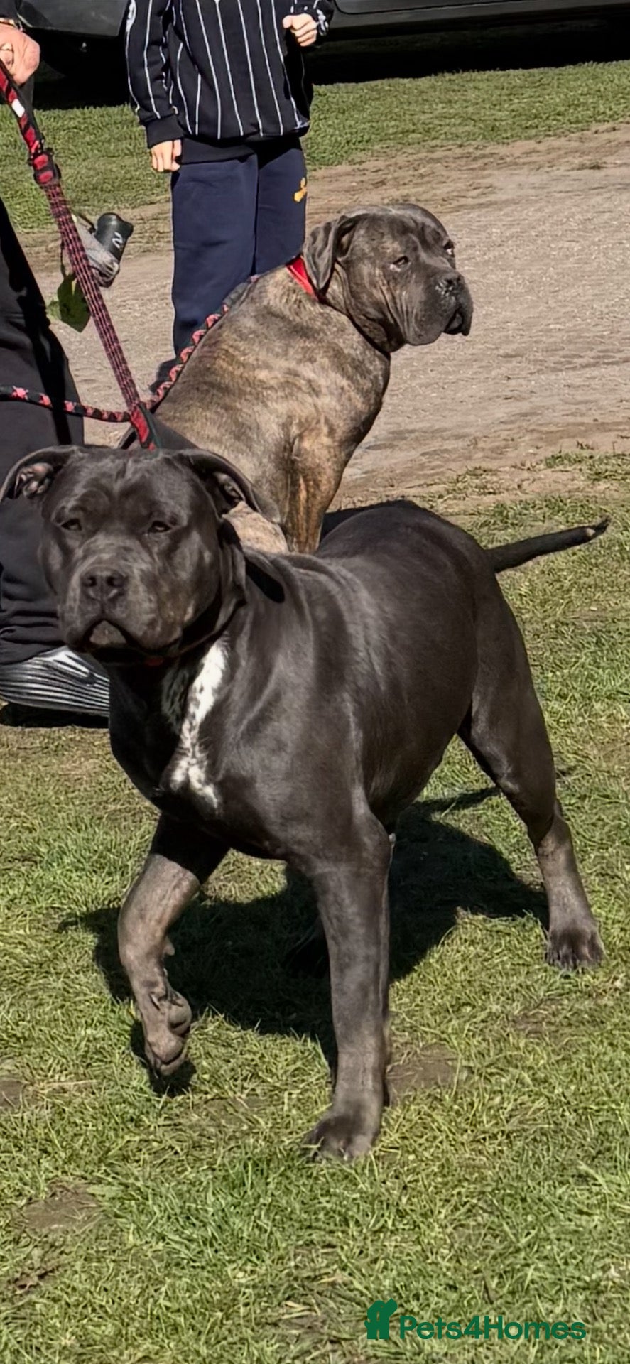 Cane Corso dogs Beautiful cane corso puppies  - Advert 1
