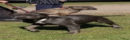 Cane Corso dogs for sale: Beautiful cane corso puppies  - Advert 1