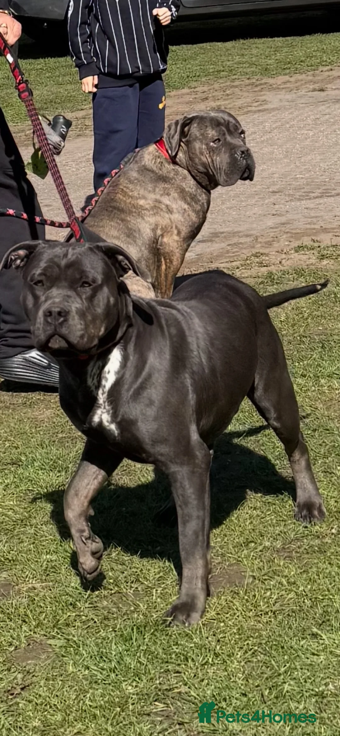 Cane Corso dogs for sale: Beautiful cane corso puppies  - Advert 1