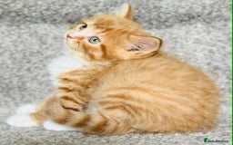 Mixed Breed cats for sale: Stunning Turkish angora x Maine coon - Image 17