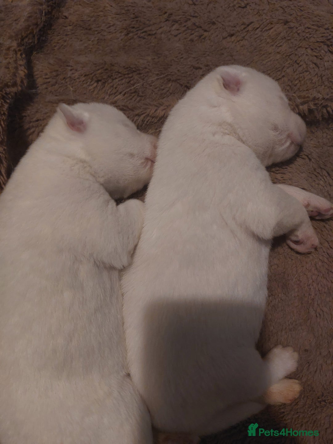 Siberian Husky dogs for sale: Siberian huskies - Image 3