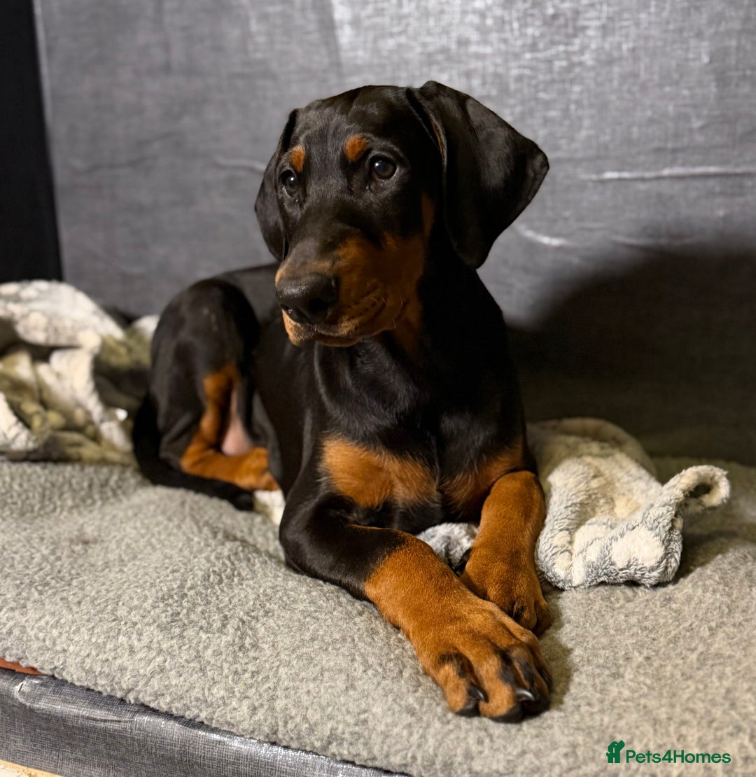 Dobermann dogs for sale: Doberman puppy - Advert 3