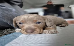 Dachshund dogs for sale: Dachshund - Image 11