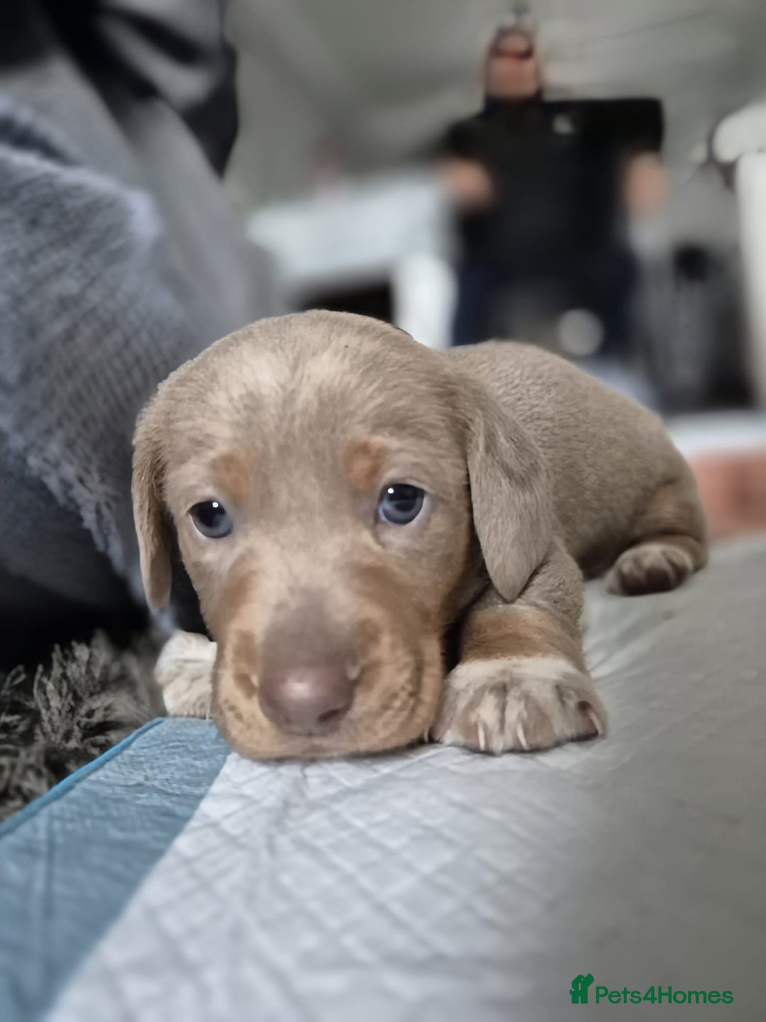 Dachshund dogs for sale: Dachshund - Image 11