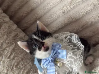 Mixed Breed cats There are 1 MALE kittens available - Advert 1