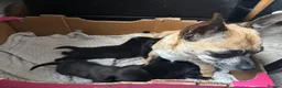 Chihuahua dogs for sale: Beautiful long haired black chihuahua puppies in Oxted - Advert 25