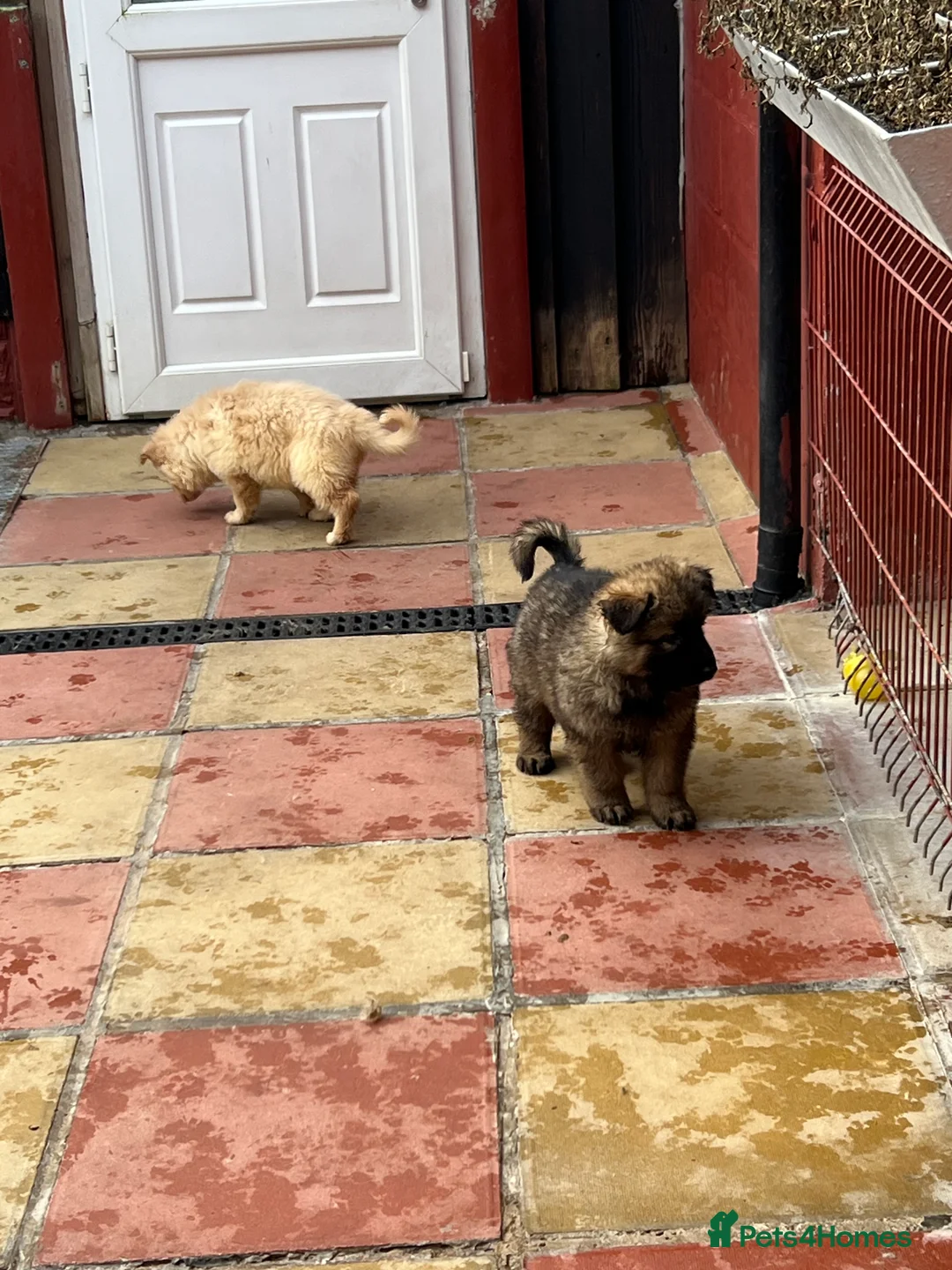 German Shepherd dogs for sale: Beautiful long haired straight back GSD babies  - Advert 15