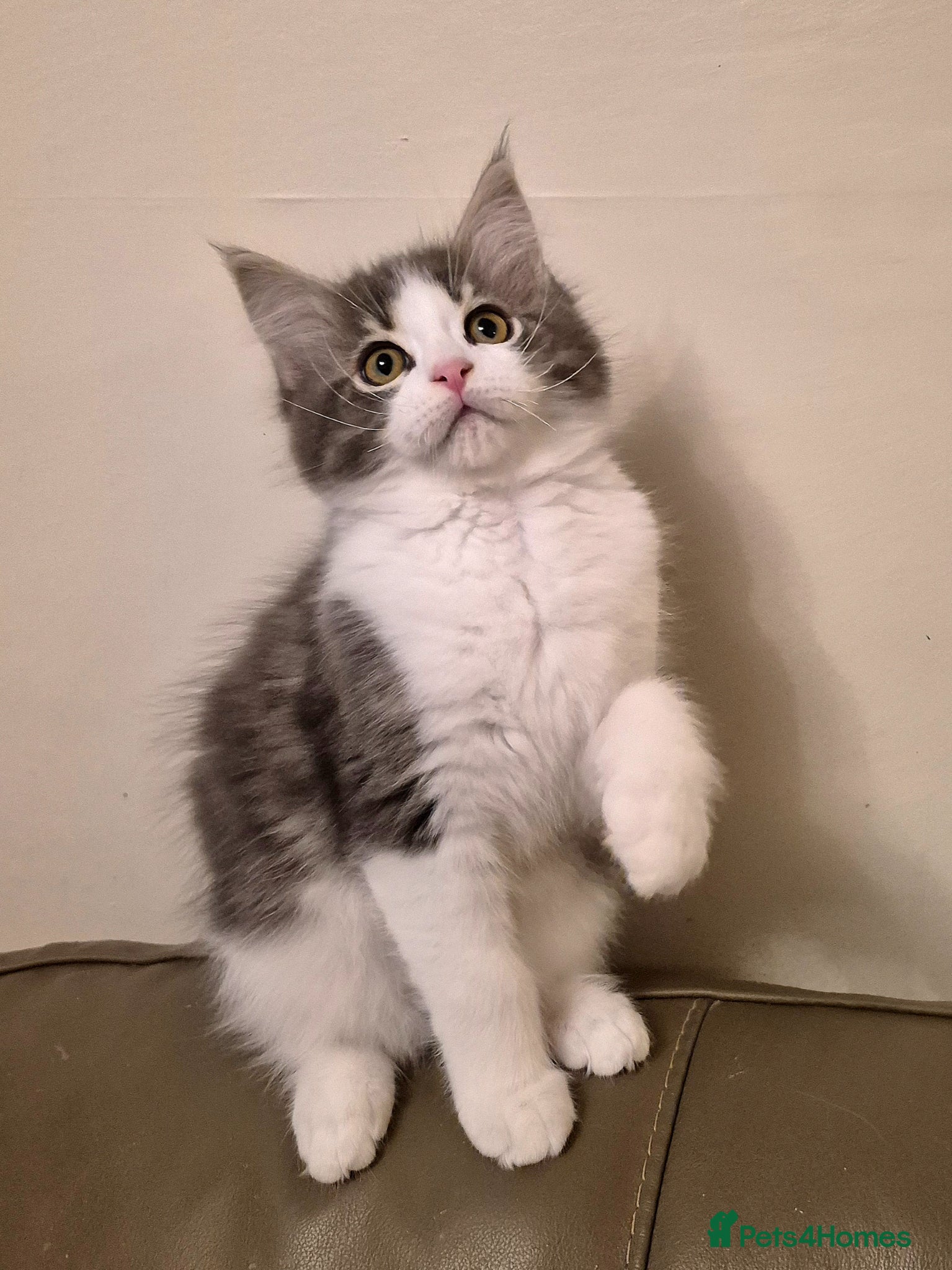 Ragcoon cats Confident Friendly Ragcoons Kittens  - Advert 1