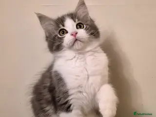 Ragcoon cats Confident Friendly Ragcoons Kittens - Advert 1