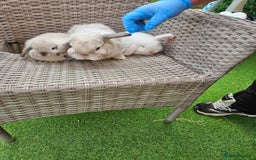 Mini Lop rabbits for sale: Pure Mini Lops - Image 8