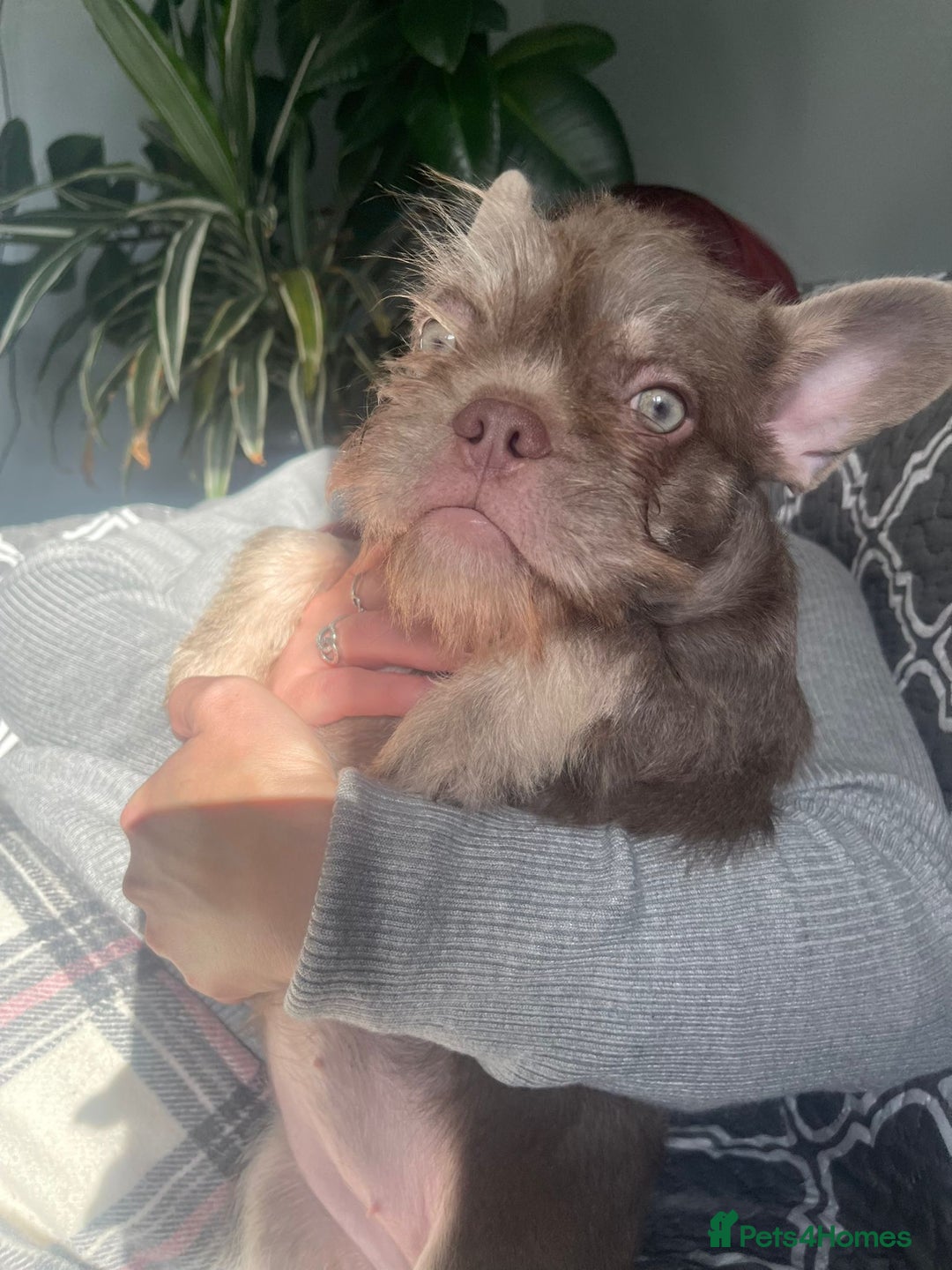 French Bulldog dogs for sale: Big Perm, fluffy and furnished frenchies  - Advert 16