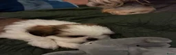 Shih Tzu dogs for sale: 2 Adorable male miniature imperial shih tzu's  in Sutton-in-Ashfield - Advert 8