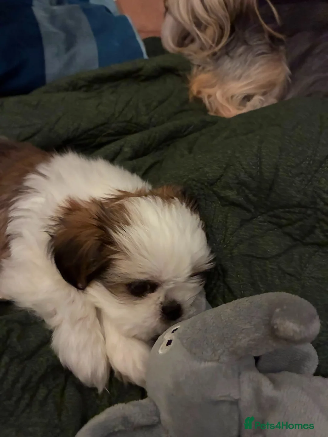 Shih Tzu dogs for sale: 2 Adorable male miniature imperial shih tzu's  in Sutton-in-Ashfield - Advert 8