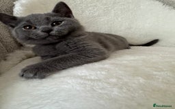 British Shorthair cats for sale: One Beautiful British short hair kitten available  - Image 2
