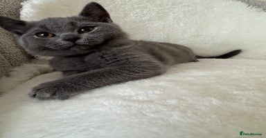British Shorthair cats - Advert 3