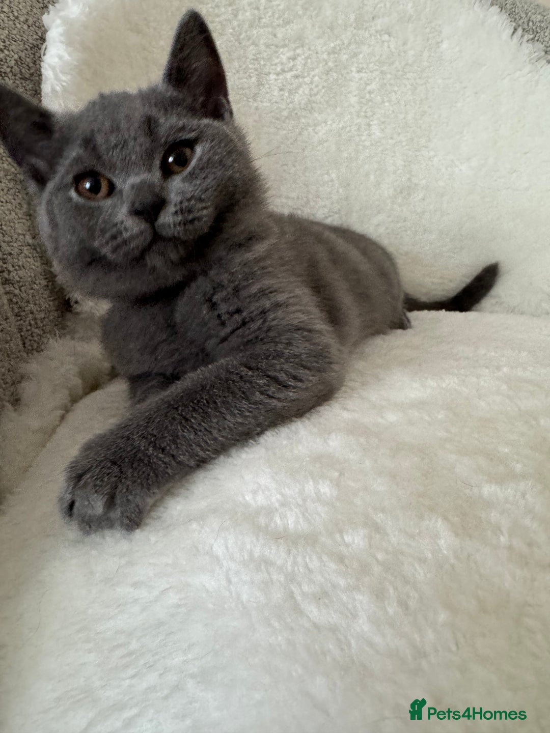 British Shorthair cats for sale: One Beautiful British short hair kitten available  - Image 2