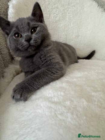 British Shorthair cats - Advert 5