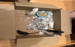 Gerbil rodents for sale: 4 gerbils for sale, in LONDON - Image 8