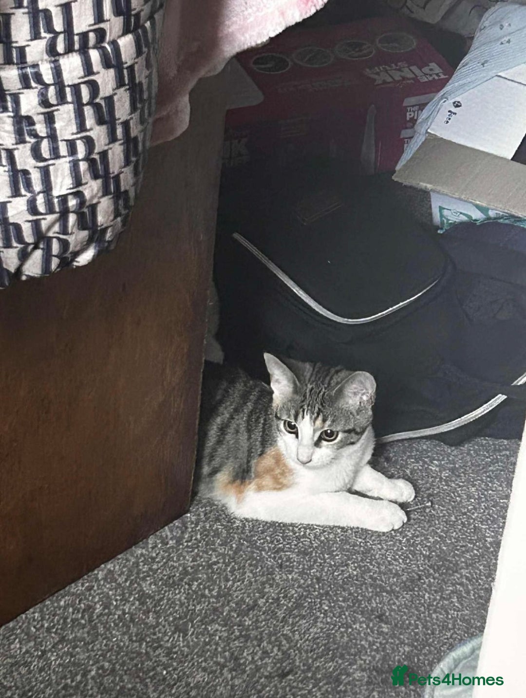 British Shorthair cats for sale: Daisy & Rory looking for their Forever homes - Image 2