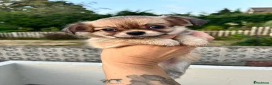 Chihuahua 1