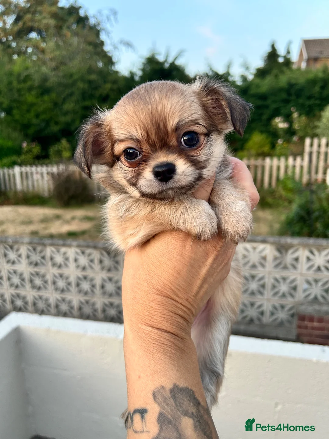Chihuahua dogs for sale: KC LONG COAT CHIHUAHUA’S - Advert 1