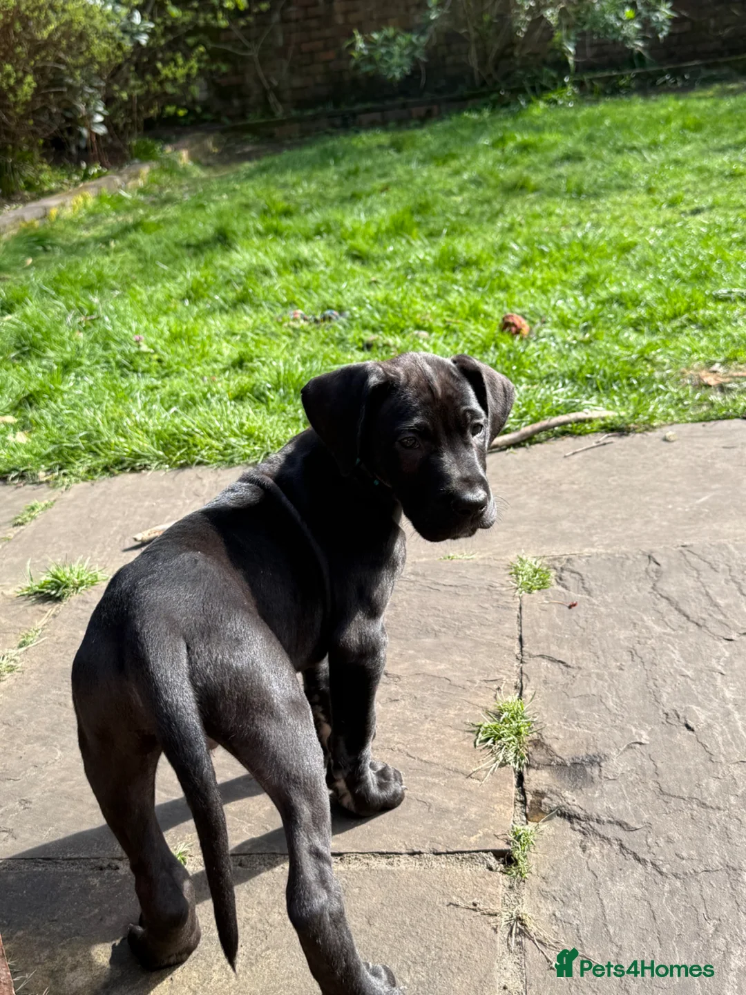 Great Dane dogs for sale: Health Tested 1 male left Great Dane pups - Advert 2