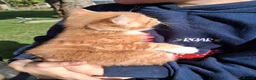 Mixed Breed cats for sale: Beautiful ginger kittens - Advert 4